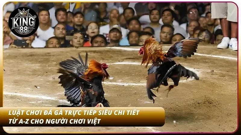 Cách Cược Đá Gà Thomo Tại King88 - Livestream HD Cực Đã 5 Luật chơi đá gà online dễ hiểu