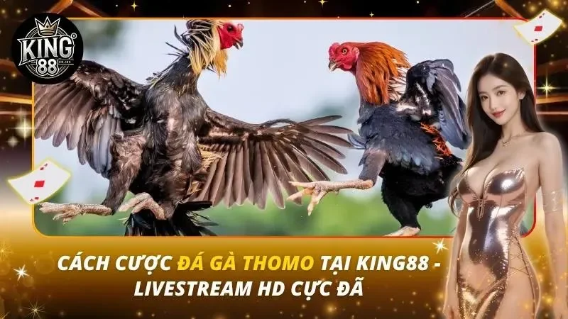 Cách Cược Đá Gà Thomo Tại King88 – Livestream HD Cực Đã